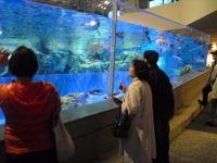 aquarium.JPG
