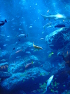 aquarium2.JPG